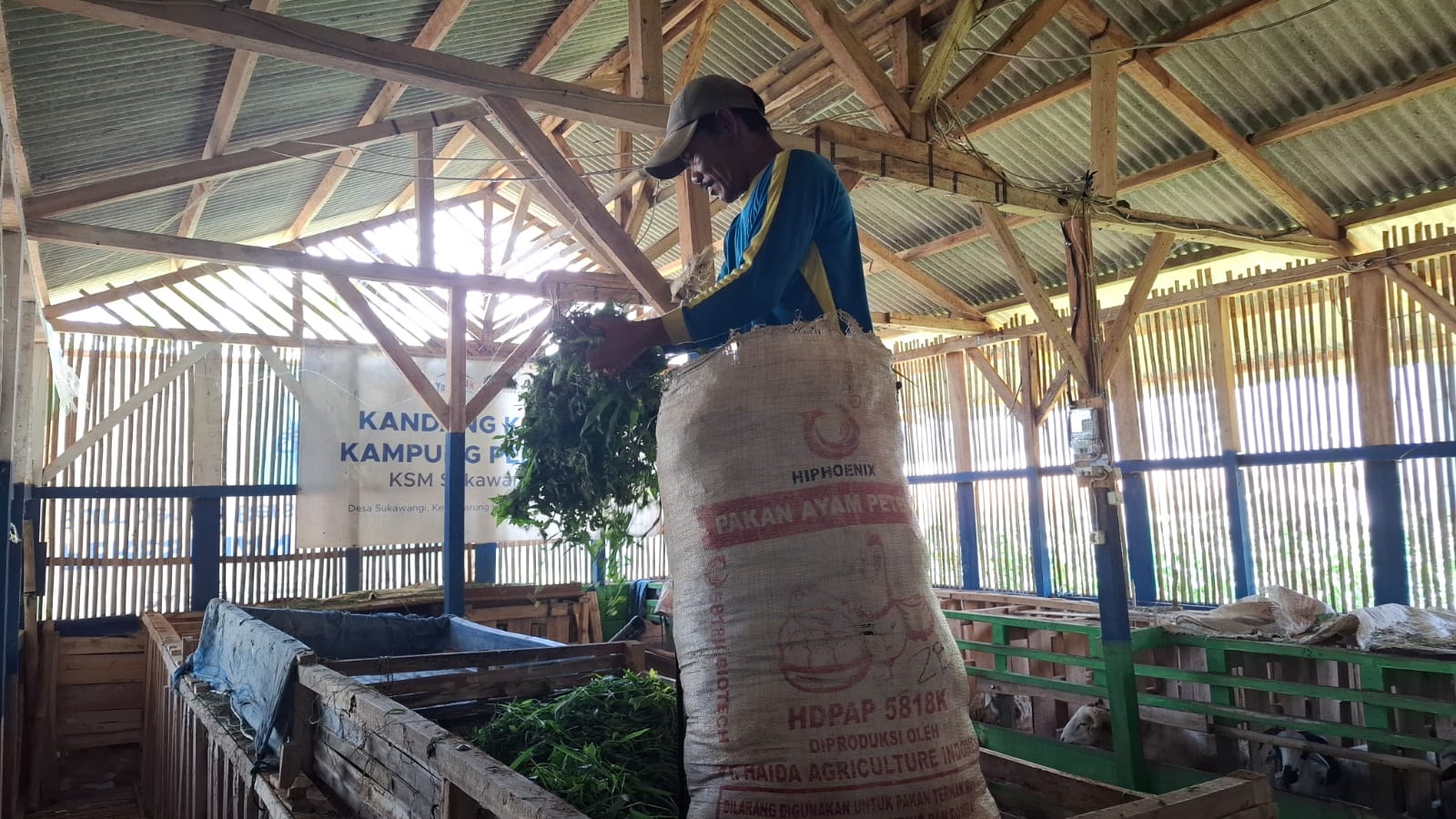 Kandang Komunal Sukawangi Sehati Cianjur: Perkuat Ekonomi Warga Lewat Ternak Domba Kolektif